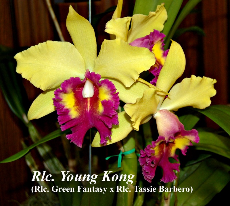 Rlc. Young Kong  5-6\"